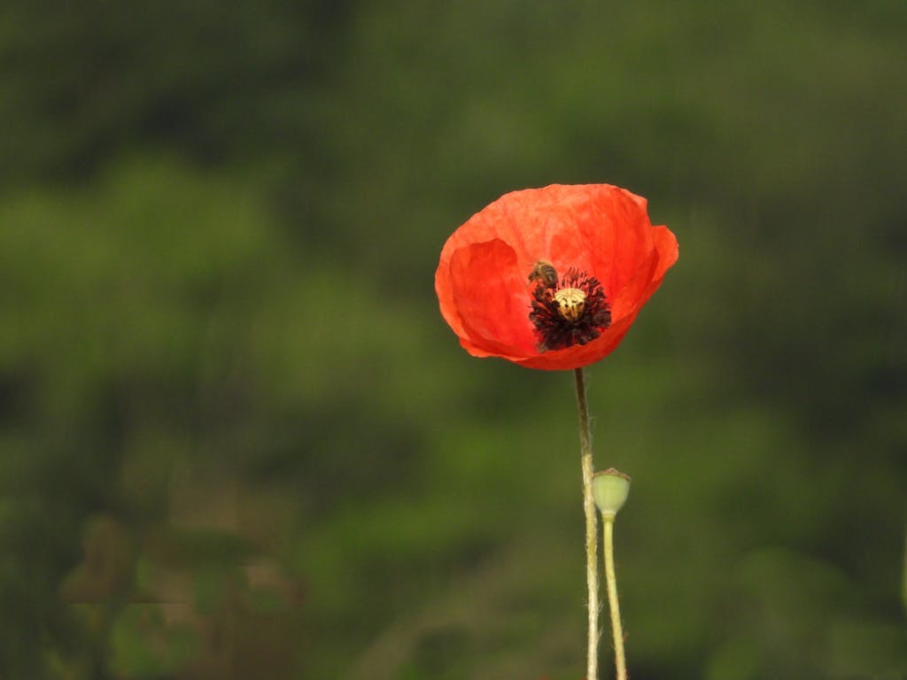 Close-up of a Red Poppy in a Field
